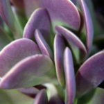 Trailing Jade