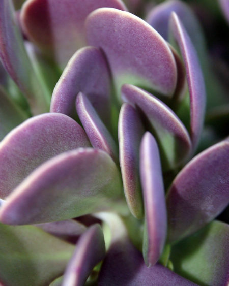 Trailing Jade