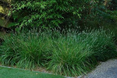 Greenlee's Moor Grass - Image 2