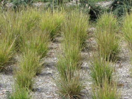 Autumn Moor Grass - Image 2