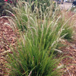 Autumn Moor Grass