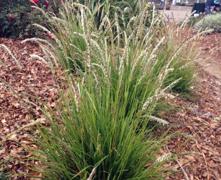 Autumn Moor Grass