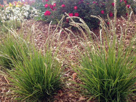 Autumn Moor Grass - Image 5