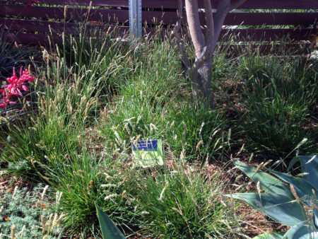 Greenlee's Moor Grass - Image 3