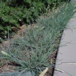 Gray Moor Grass