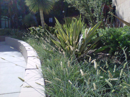 Gray Moor Grass - Image 2