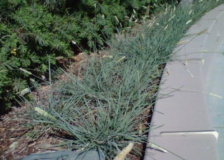 Gray Moor Grass