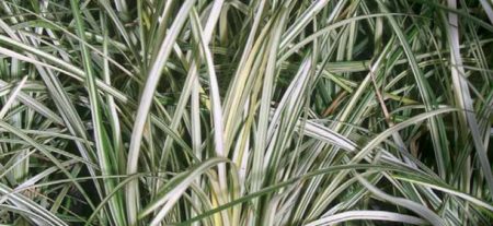 Silver Mist - Image 2
