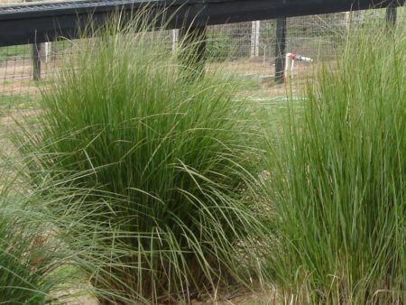 Spartina bakeri San Cord Grass