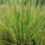 Gold Strike - Striped Rush