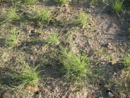 UC Verde Buffalo Grass - Image 5