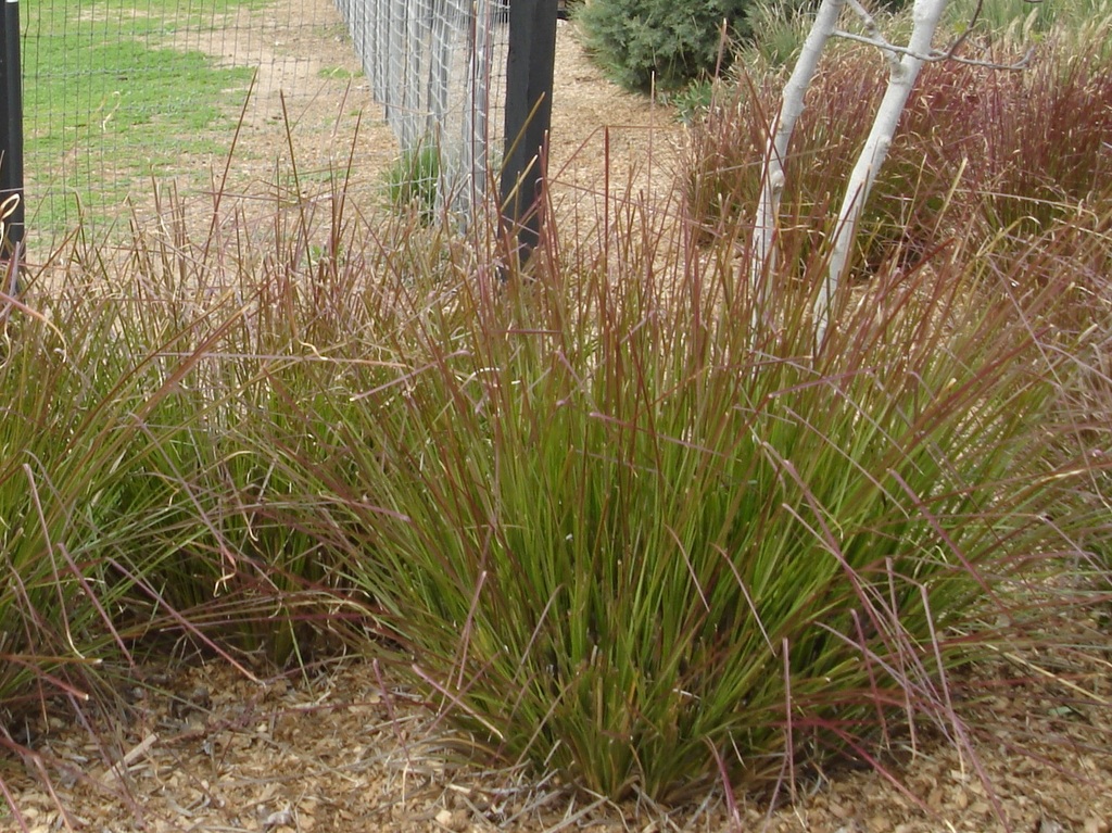 Vetiveria zizanioides discount