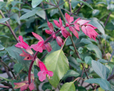 Salvia hybrid Wendy's Wish