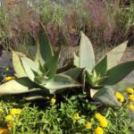Coral Aloe