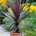 Cordyline Red Star