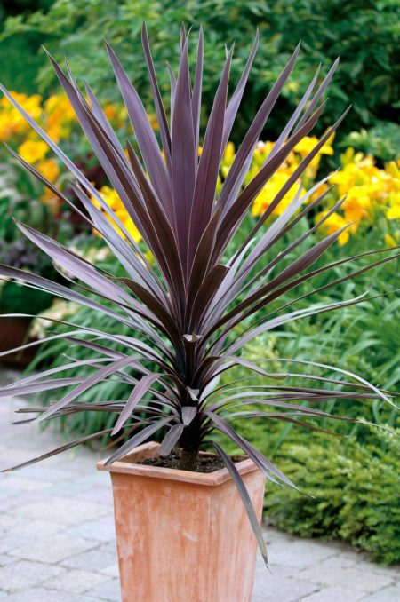 Cordyline Red Star