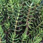 Miniature Pine tree