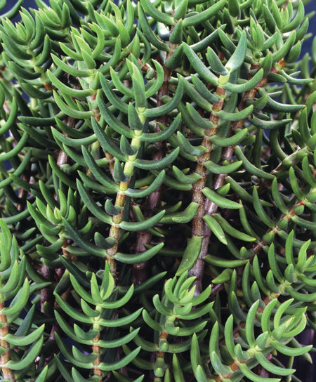 Miniature Pine tree