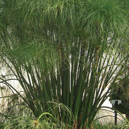 Egyptian Papyrus