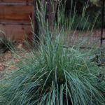 festuca californica