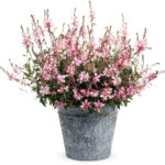 Stratoshere Pink Picotee