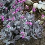 Kalanchoe Silver Gray