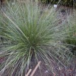 Pine Muhly Grass