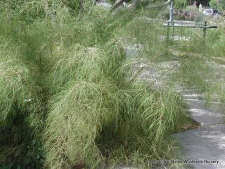 Bamboo Muhly Grass - Image 2