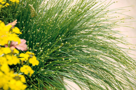 Fiber Optic Grass