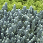Blue Spruce