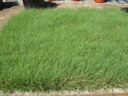 UC Verde Buffalo Grass - Image 6